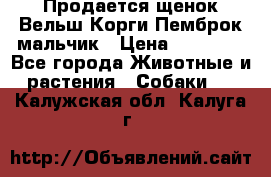 Продается щенок Вельш Корги Пемброк мальчик › Цена ­ 65 000 - Все города Животные и растения » Собаки   . Калужская обл.,Калуга г.